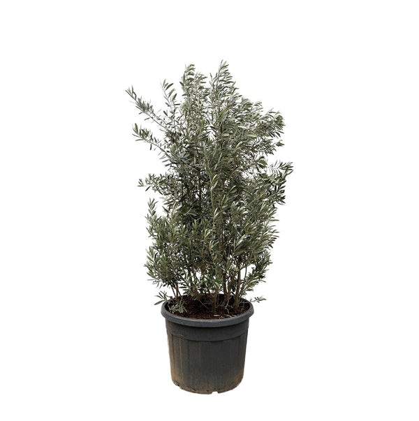 Olea Europaea strik - 225cm- Ø50