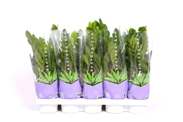 Zamioculcas 35 - Ø12cm - ↕30cm