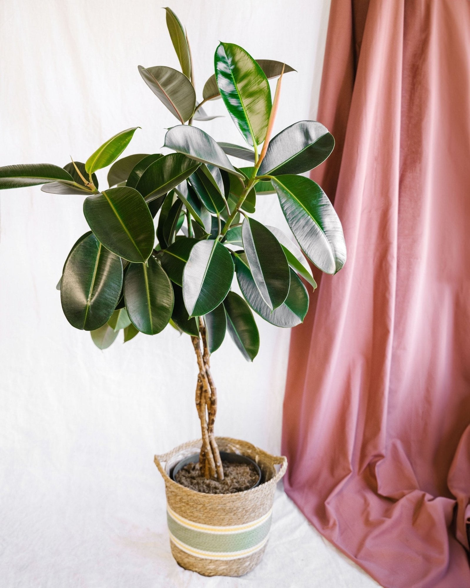 Entretien - Ficus Burgundy tressé: Guide pratique