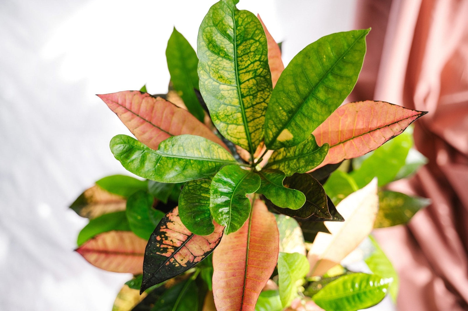 Des plantes d’intérieur aux couleurs de l'Automne 🍂 - La Green Touch
