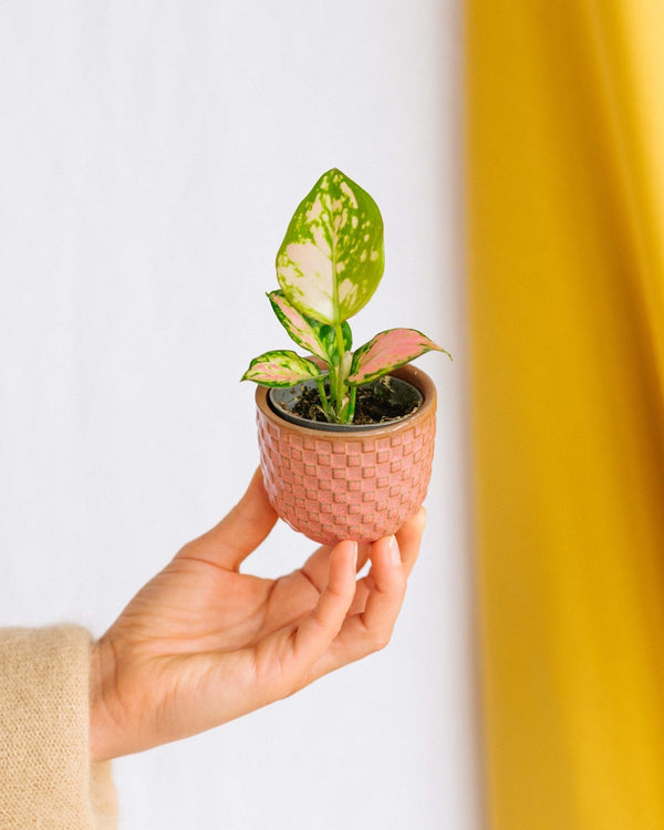 Entretien Aglaonema White Joy - La Green Touch
