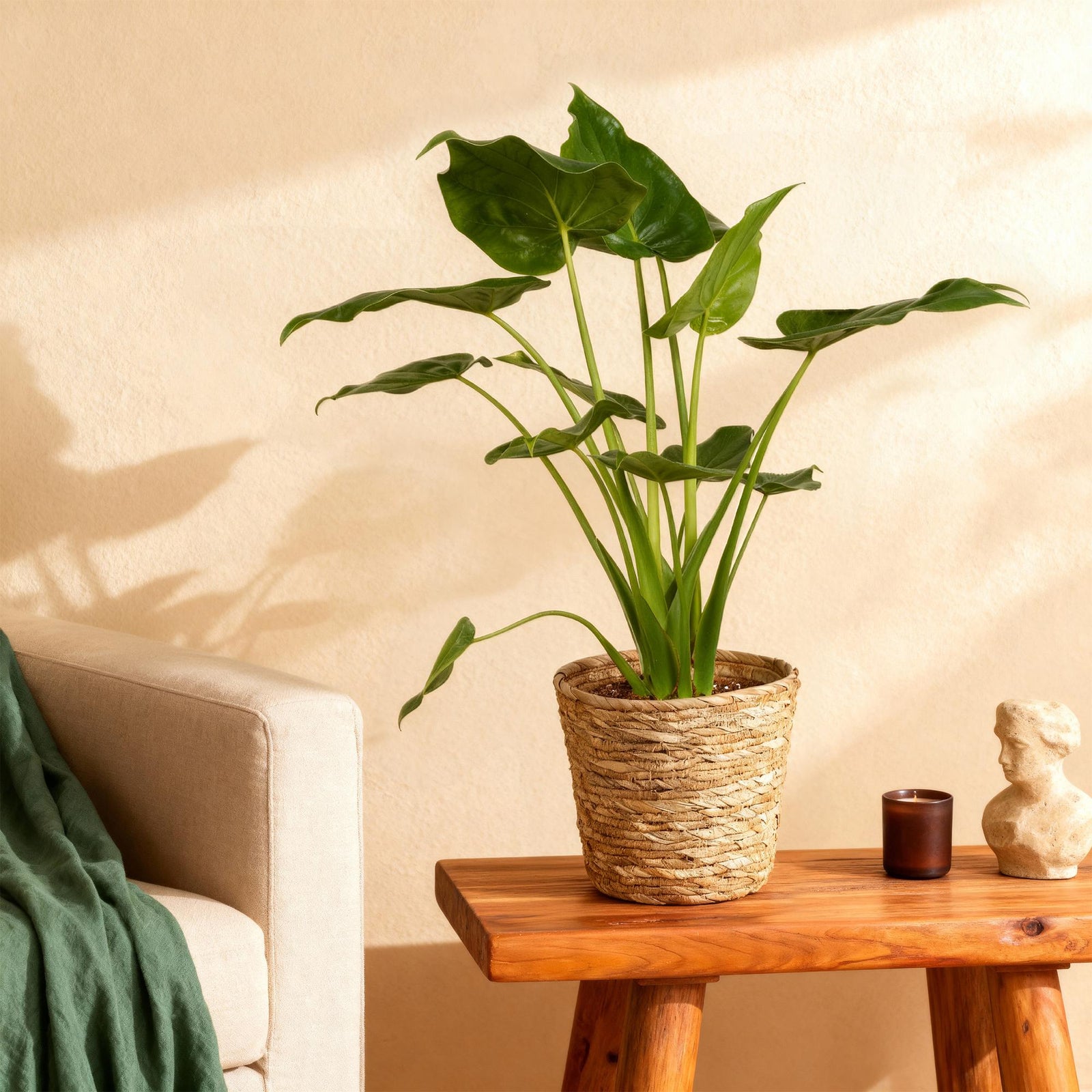 Entretien - Alocasia Cucullata: Guide pratique - La Green Touch