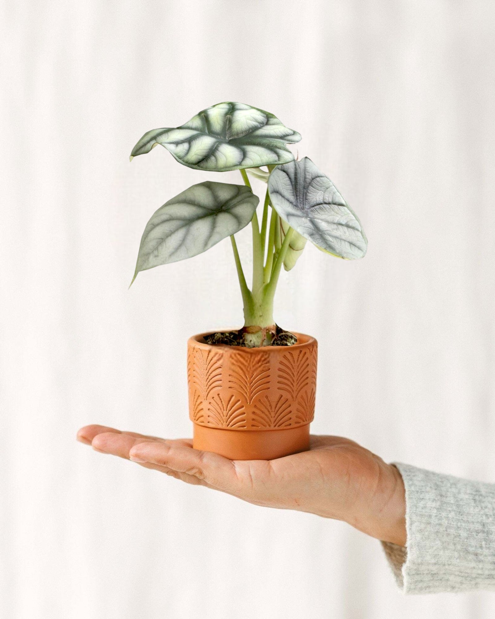 Entretien - Alocasia : Guide pratique - La Green Touch