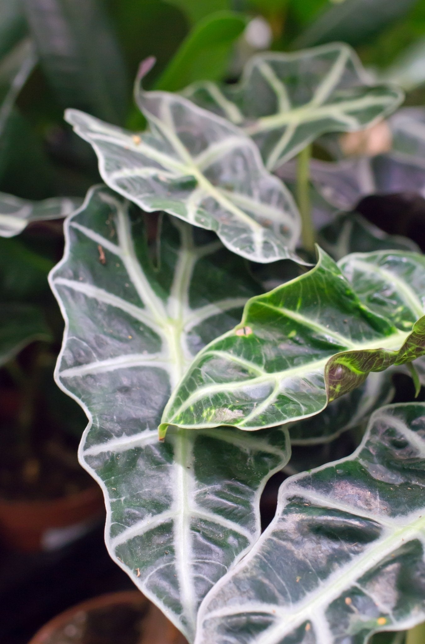 Entretien Alocasia Polly - La Green Touch