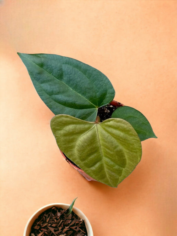 Entretien - Anthurium Nigrolaminum: Guide pratique - La Green Touch