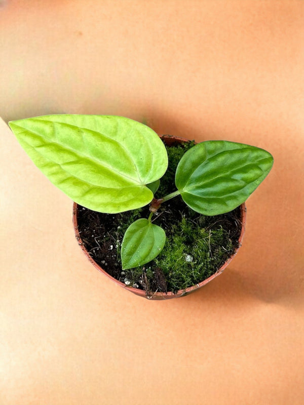 Entretien - Anthurium Villenaorum: Guide pratique - La Green Touch