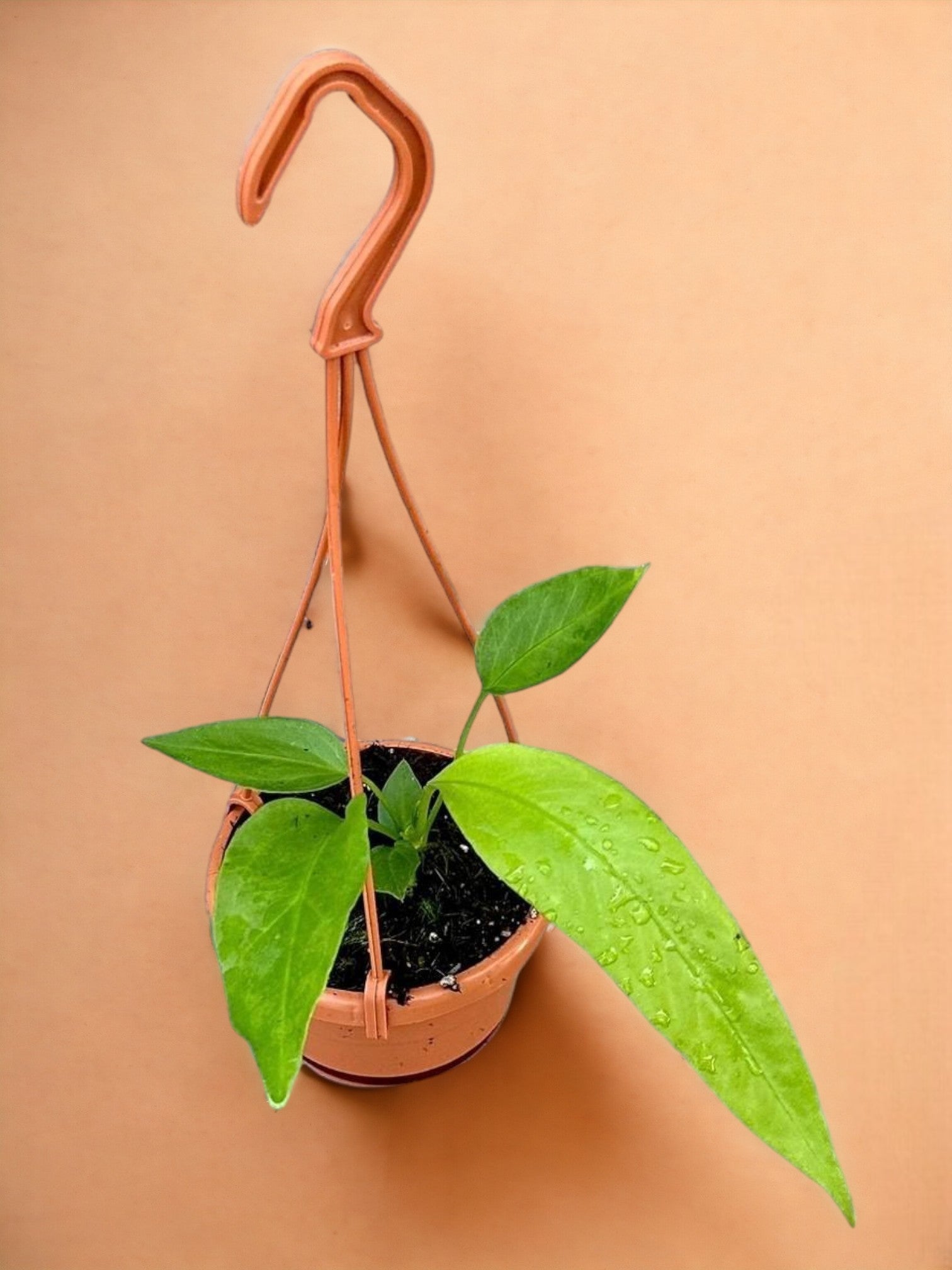 Entretien - Anthurium Vittarifolium: Guide pratique - La Green Touch