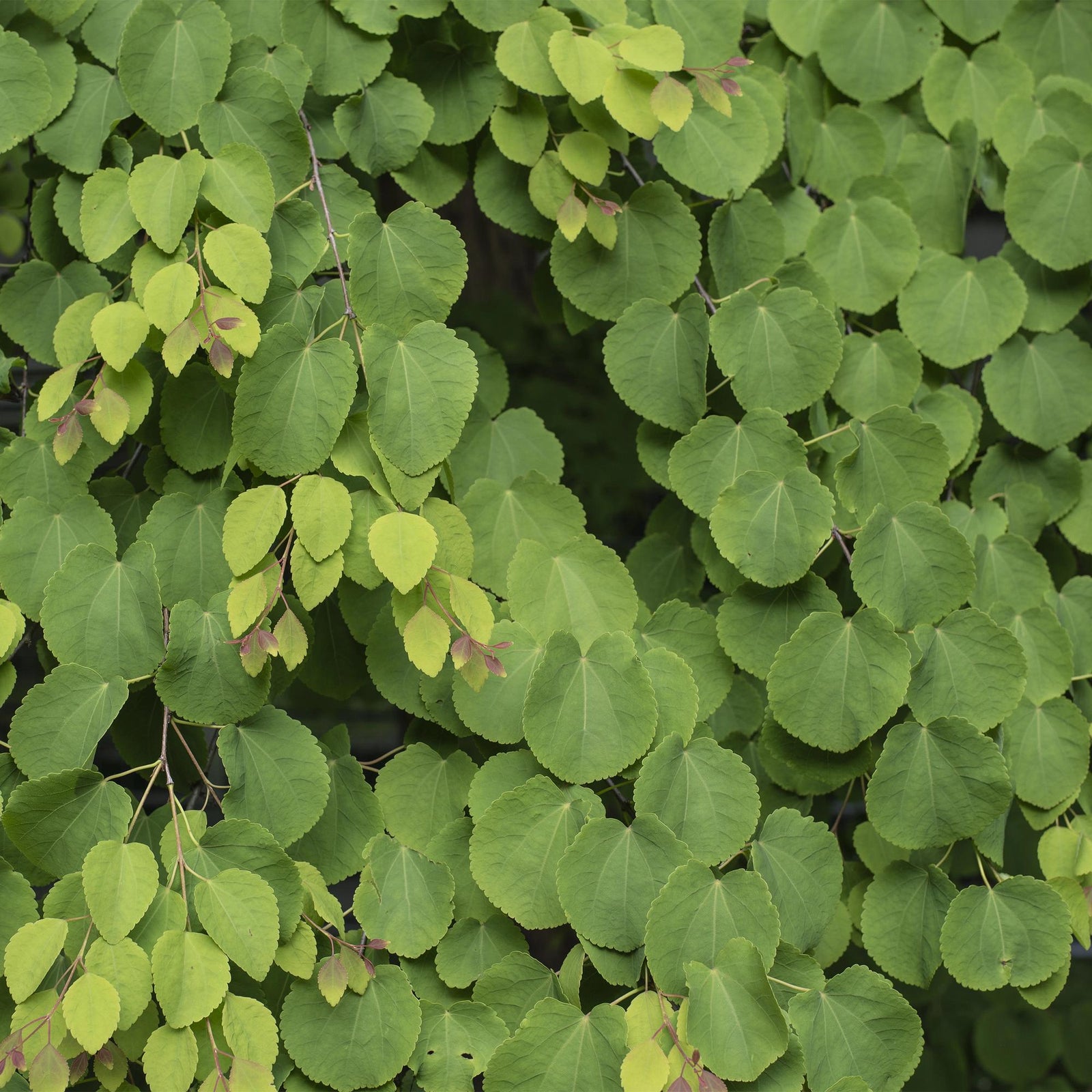 Entretien - Arbre À Caramel (Cercidiphyllum japonicum) : Guide pratique - La Green Touch