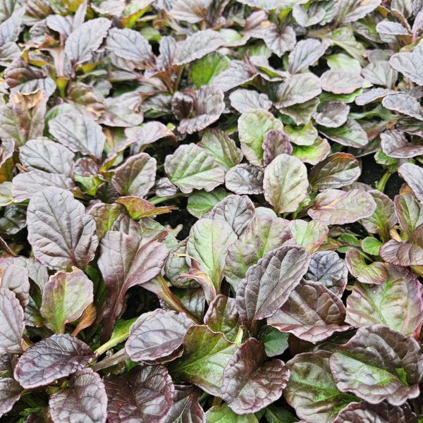 Entretien - Bugle Rampant (Ajuga reptans) : Guide pratique - La Green Touch