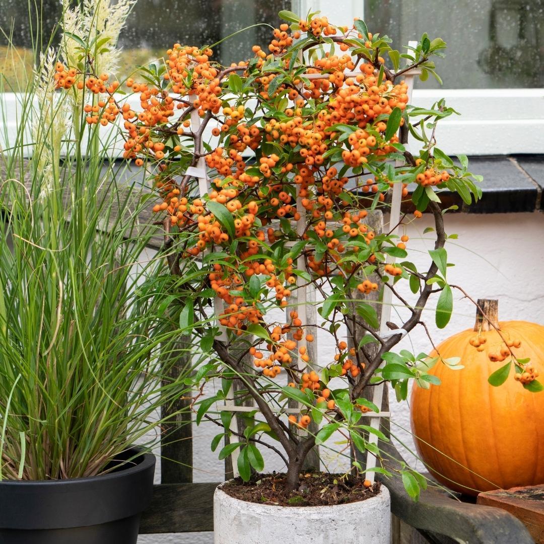 Entretien - Buisson Ardent (Pyracantha coccinea) : Guide pratique - La Green Touch