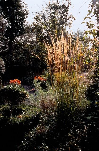 Entretien - Calamagrostide À Fleurs Aiguës (Calamagrostis x acutiflora) : Guide pratique - La Green Touch