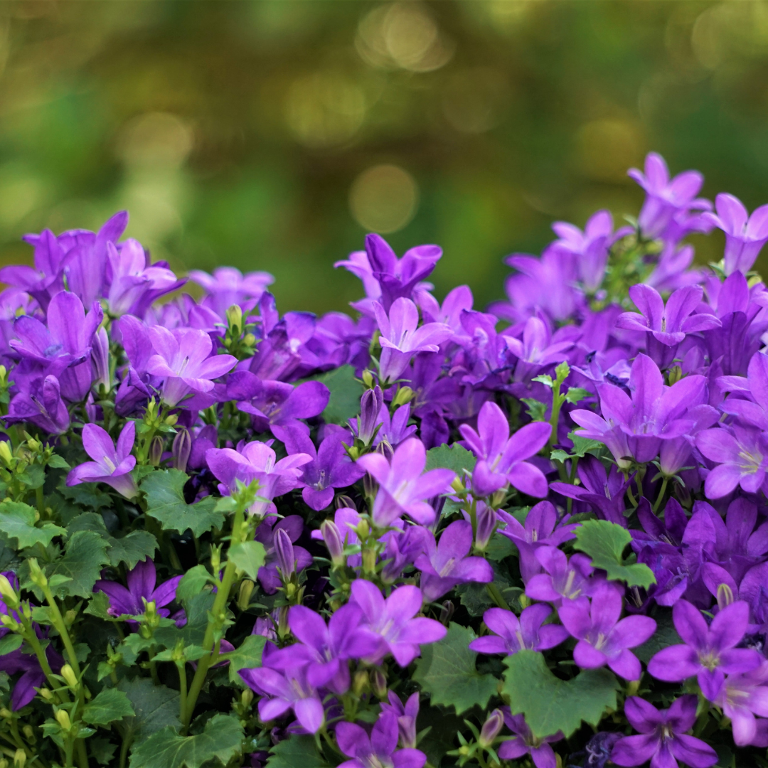 Entretien - Campanule De Dalmatie (Campanula portenschlagiana) : Guide pratique - La Green Touch