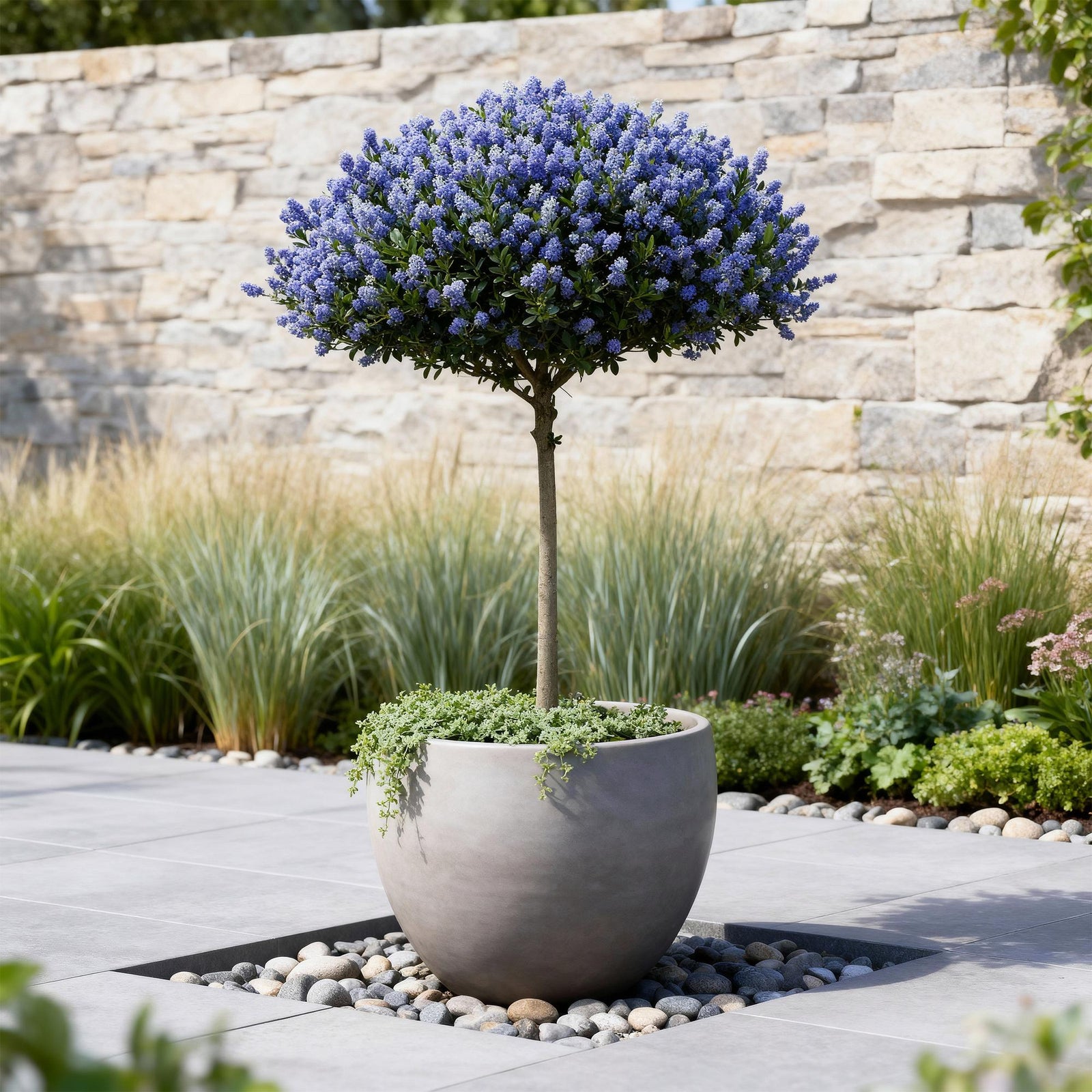 Entretien - Céanothe (Ceanothus thyrsiflorus) : Guide pratique - La Green Touch