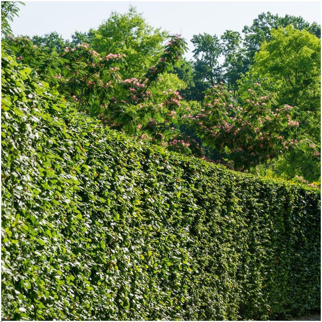 Entretien - Charme Commun (Carpinus betulus) : Guide pratique - La Green Touch