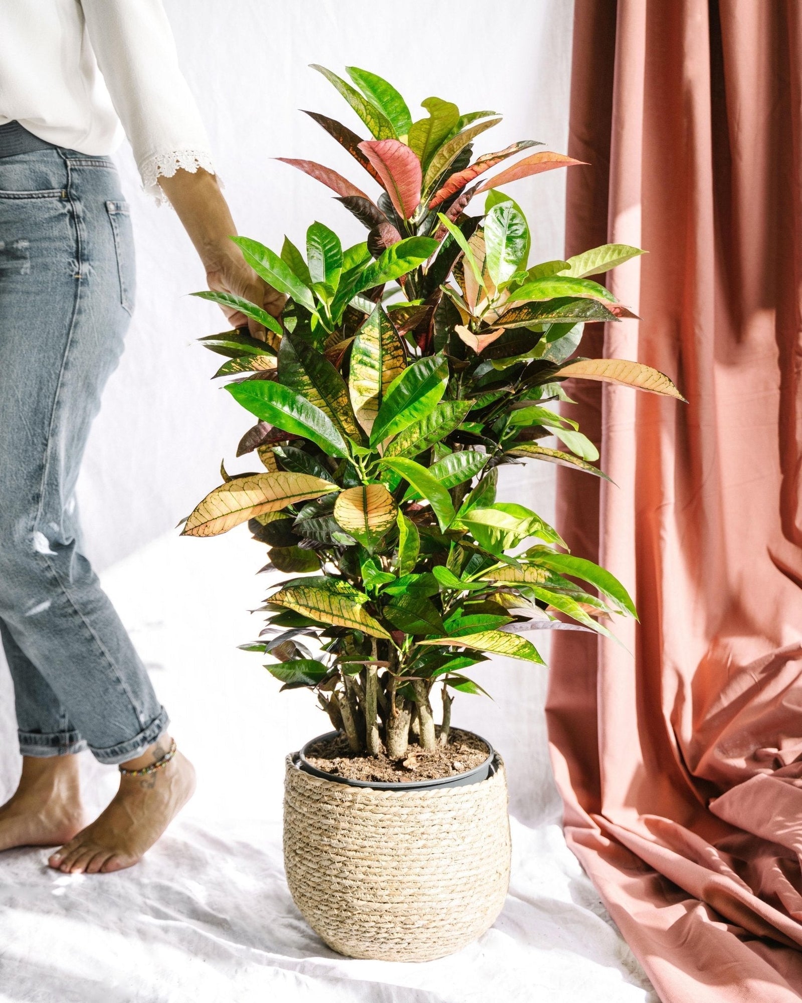 Entretien - Codiaeum Croton: Guide pratique - La Green Touch