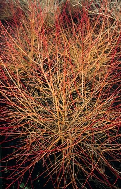 Entretien - Cornouiller Sanguin (Cornus sanguinea) : Guide pratique - La Green Touch