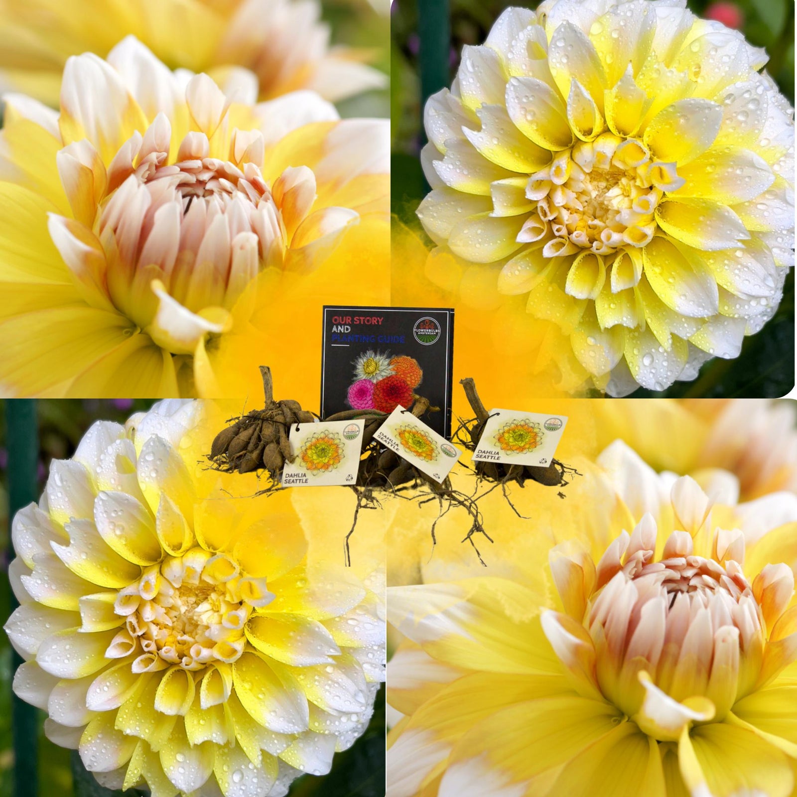 Entretien - Dahlia (Dahlia hybrida) : Guide pratique - La Green Touch