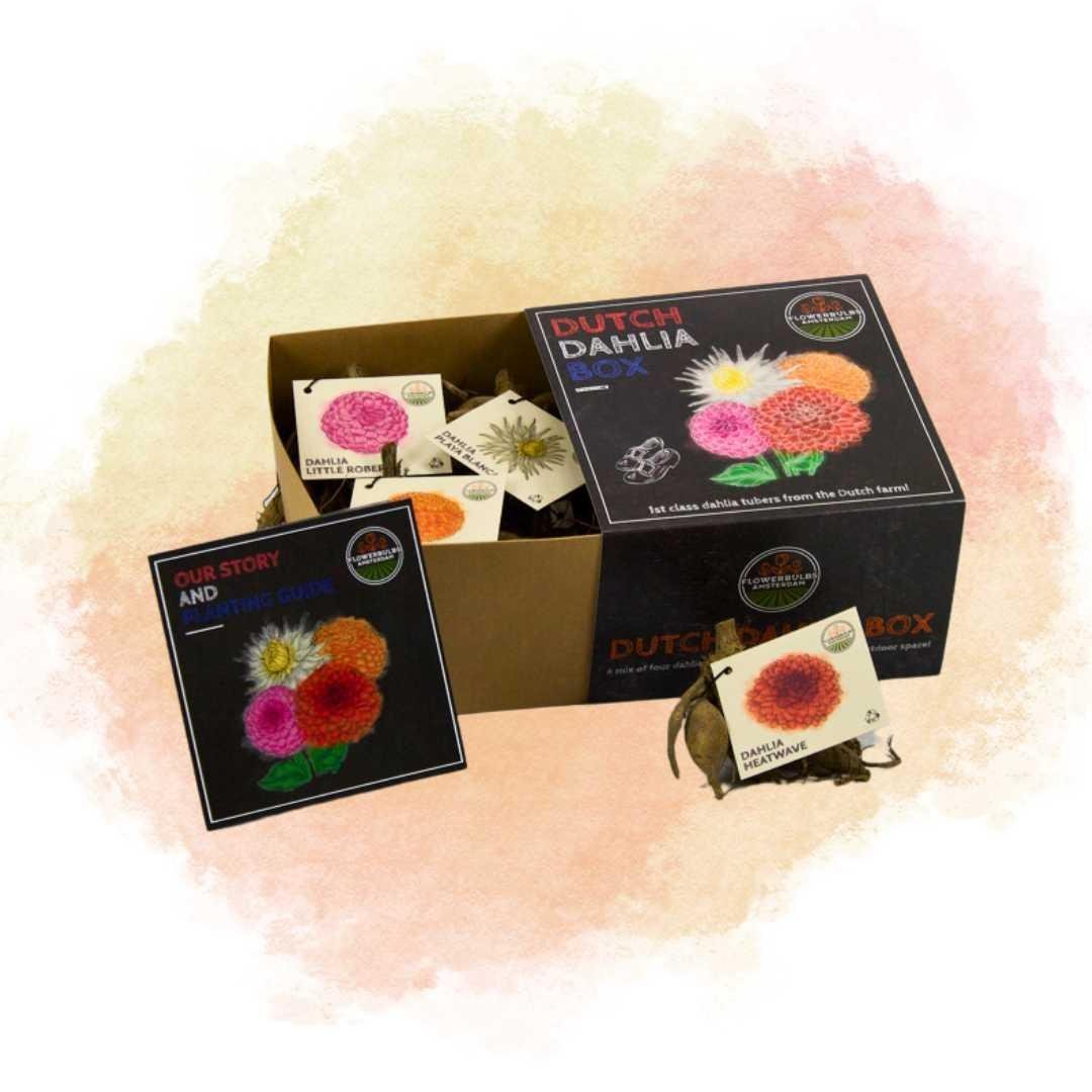 Entretien - Dahlia (Dahlia x hortensis) : Guide pratique - La Green Touch