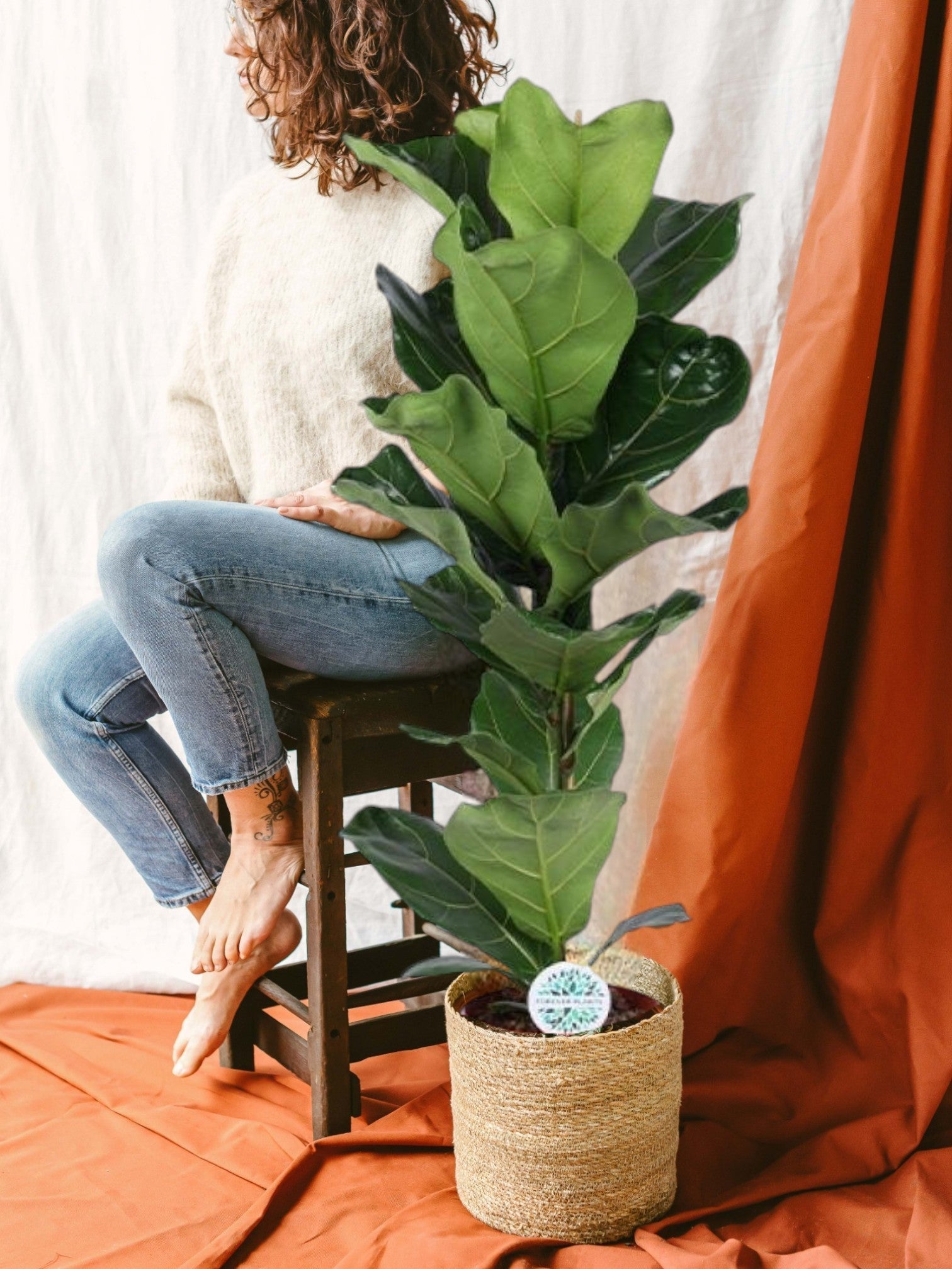 Entretien de Ficus Lyrata - La Green Touch
