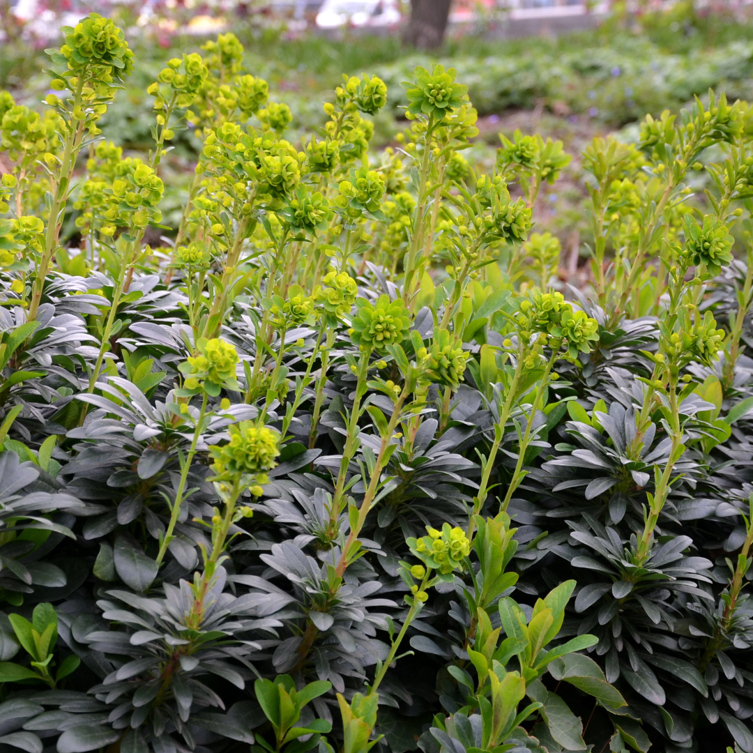 Entretien - Euphorbe Des Bois (Euphorbia amygdaloides) : Guide pratique - La Green Touch