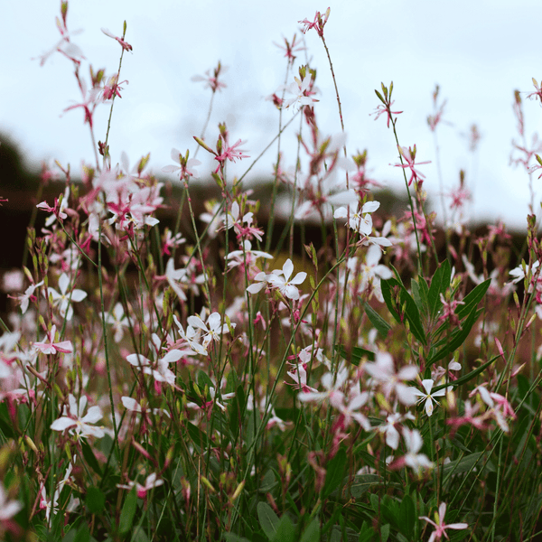 Entretien - Gaura (Gaura lindheimeri) : Guide pratique - La Green Touch