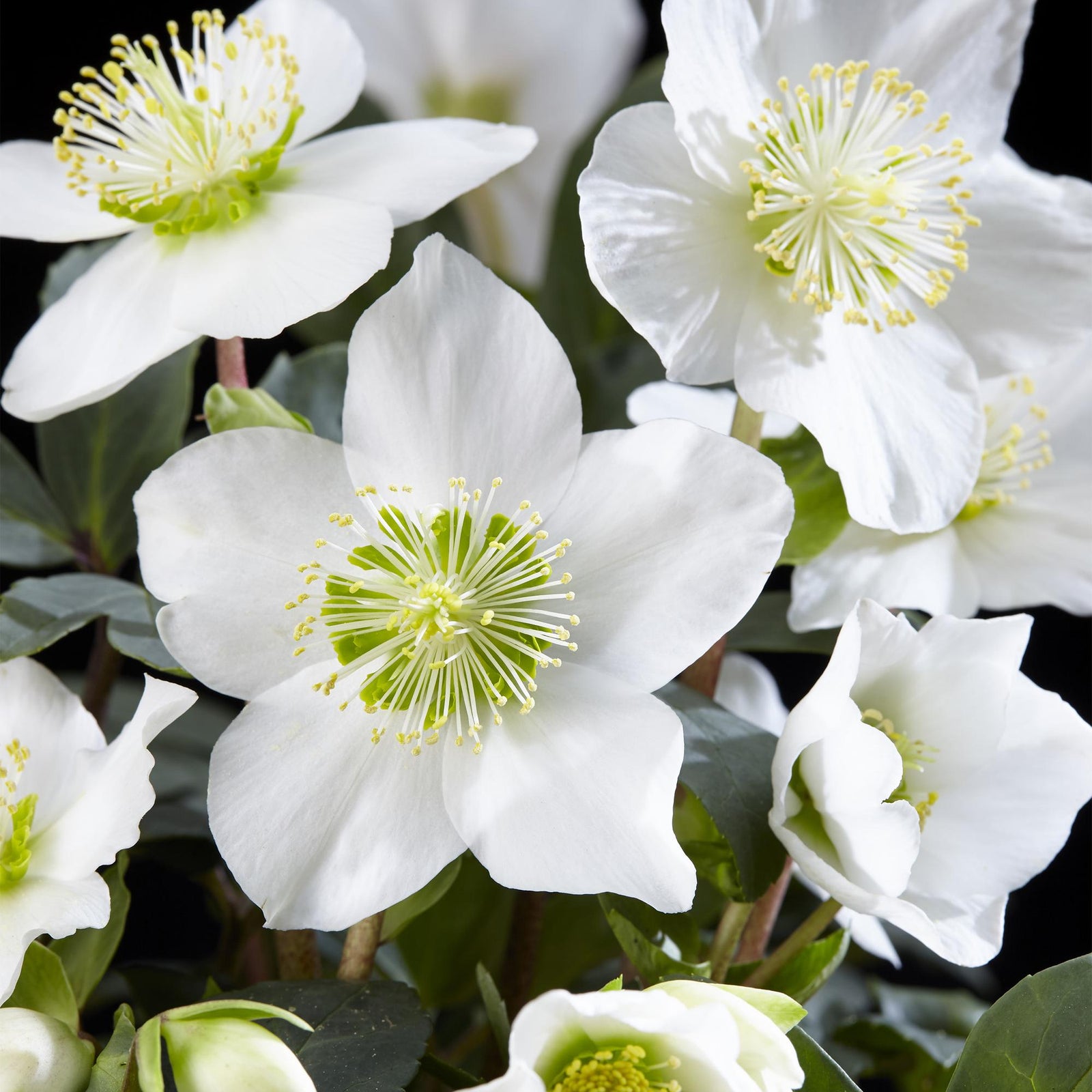 Entretien - Hellébore (Helleborus niger) : Guide pratique - La Green Touch