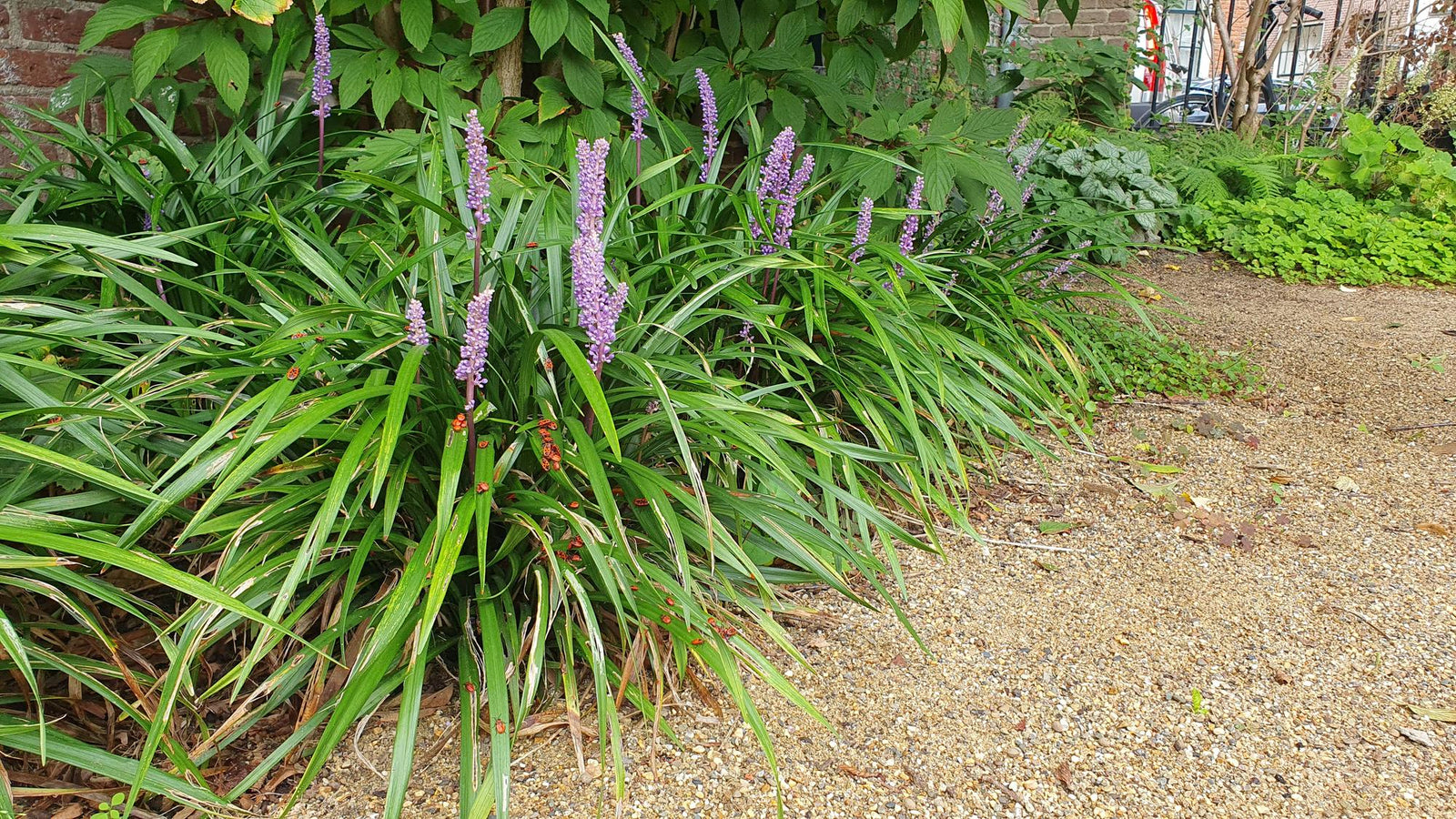 Entretien - Herbe Aux Turquoises (Ophiopogon planiscapus) : Guide pratique - La Green Touch
