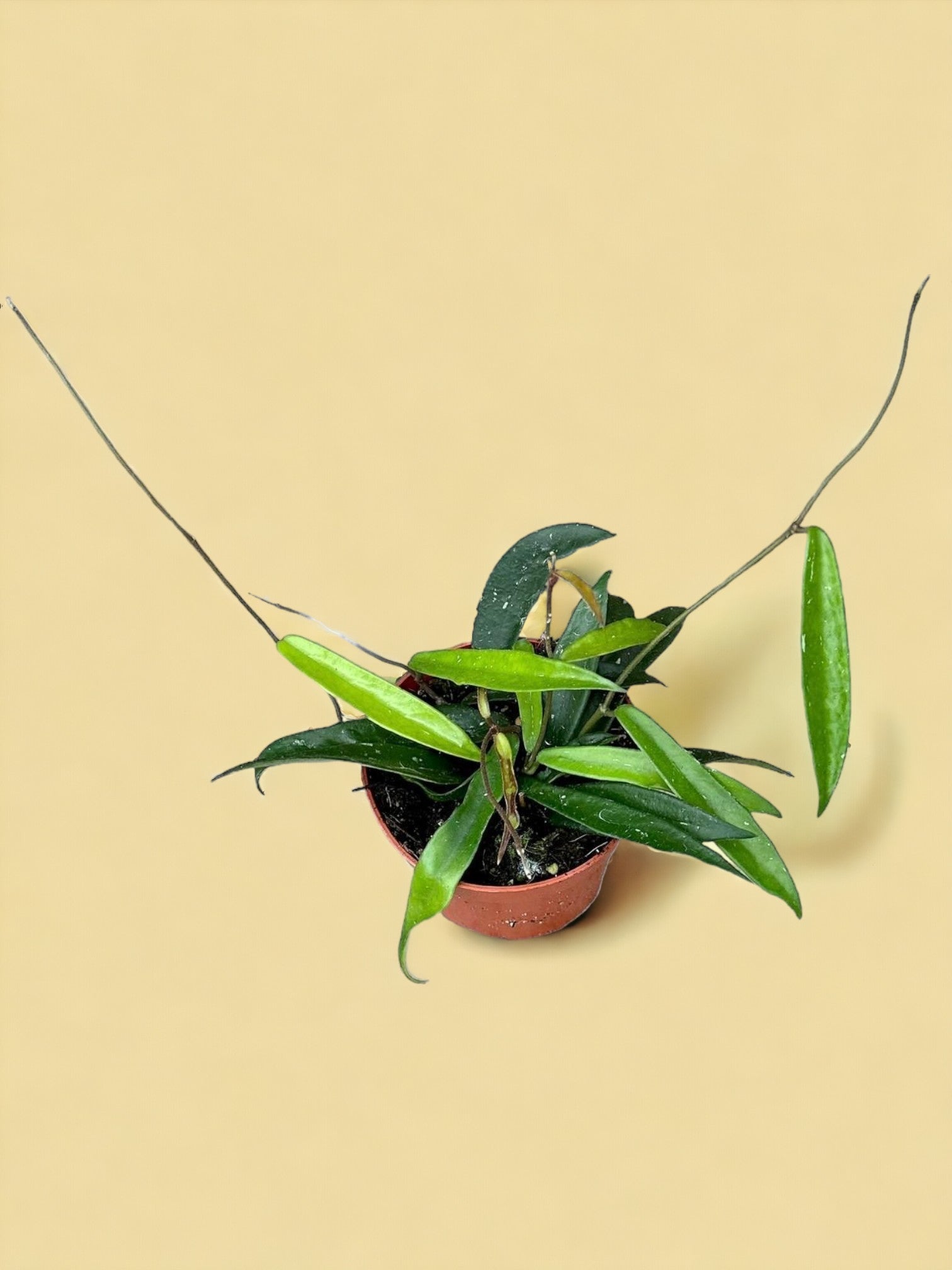 Entretien - Hoya Minibelle: Guide pratique - La Green Touch