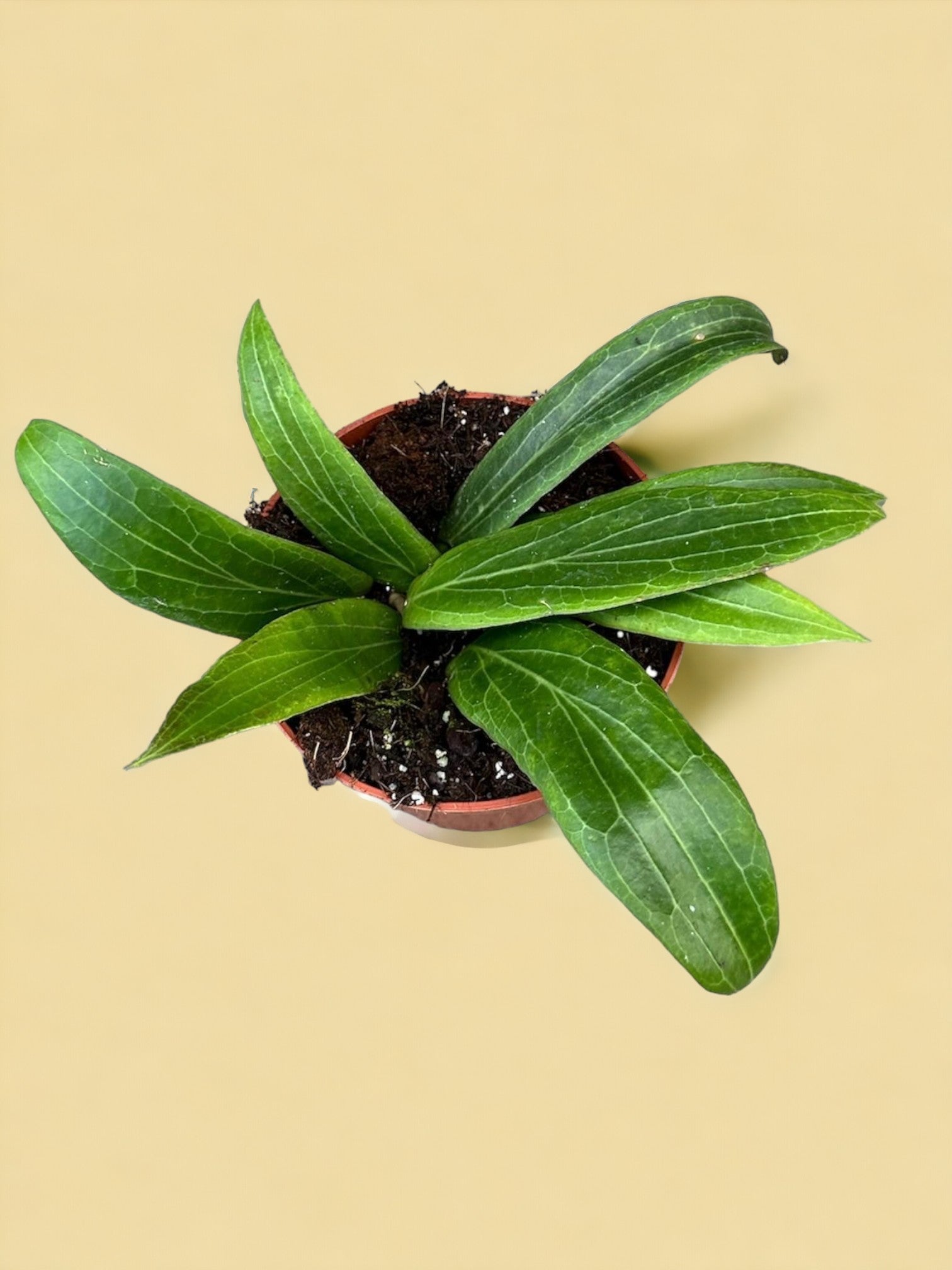 Entretien - Hoya Soligamiana: Guide pratique - La Green Touch
