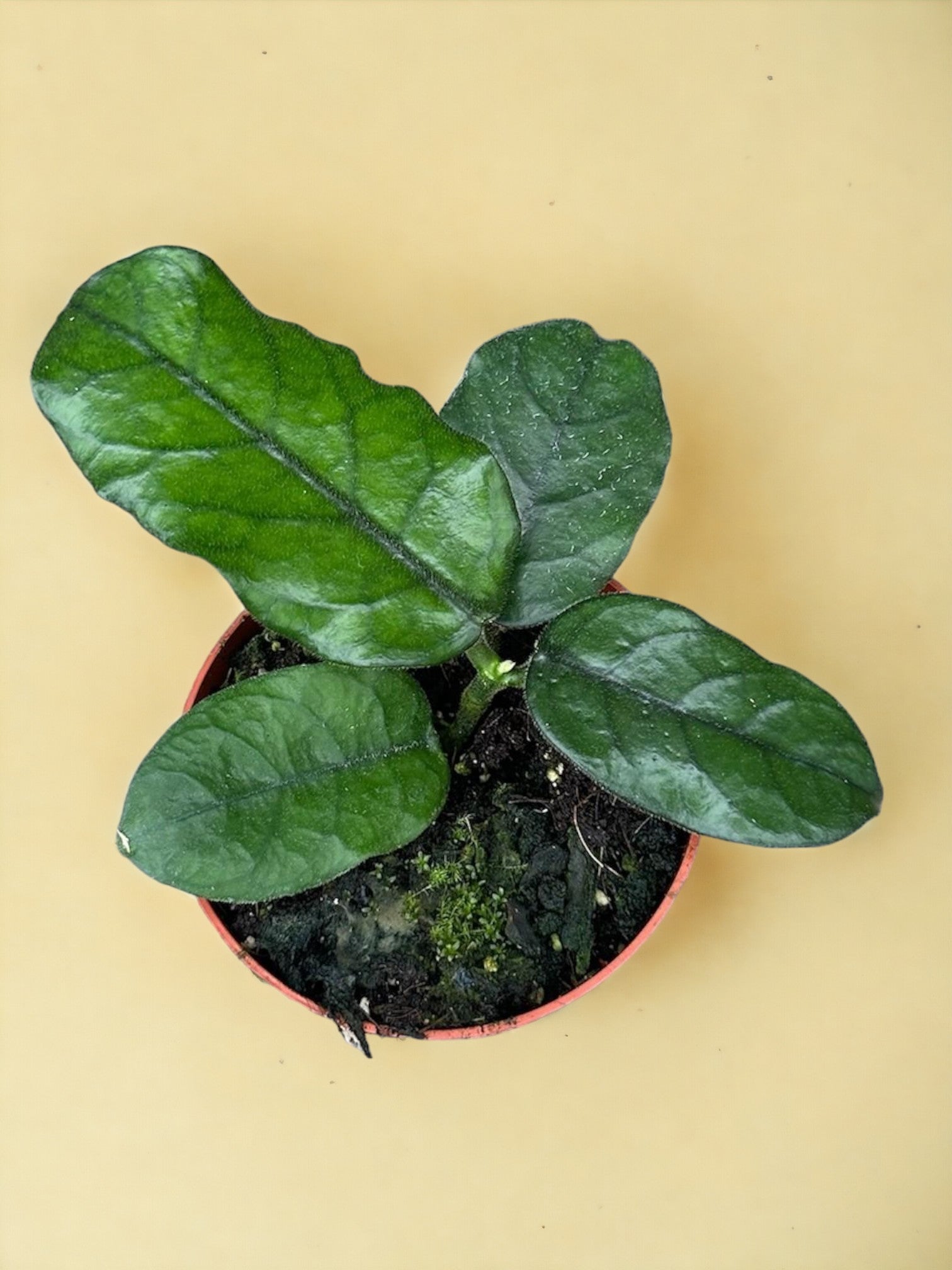 Entretien - Hoya Villosa: Guide pratique - La Green Touch