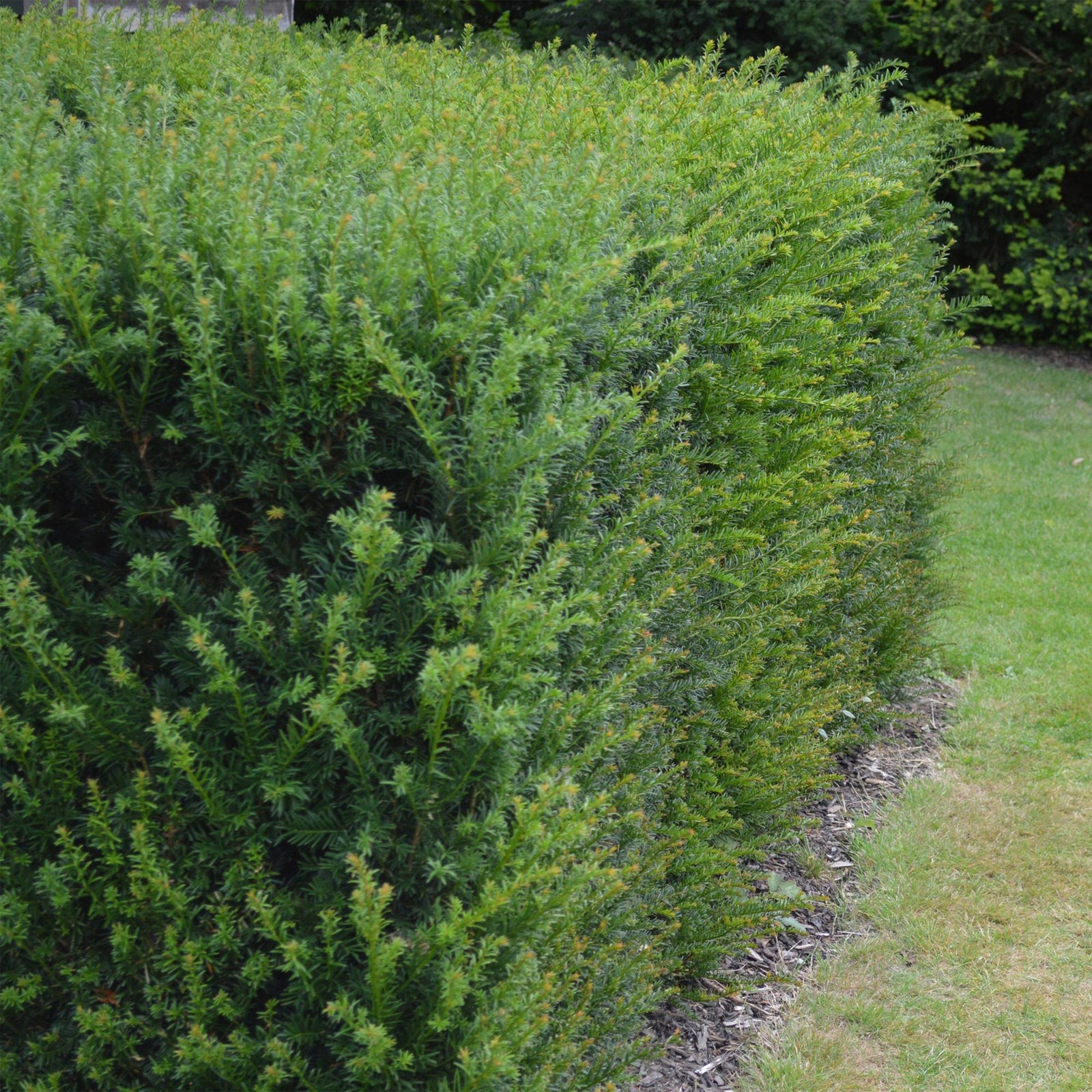 Entretien - If Commun (Taxus baccata) : Guide pratique - La Green Touch