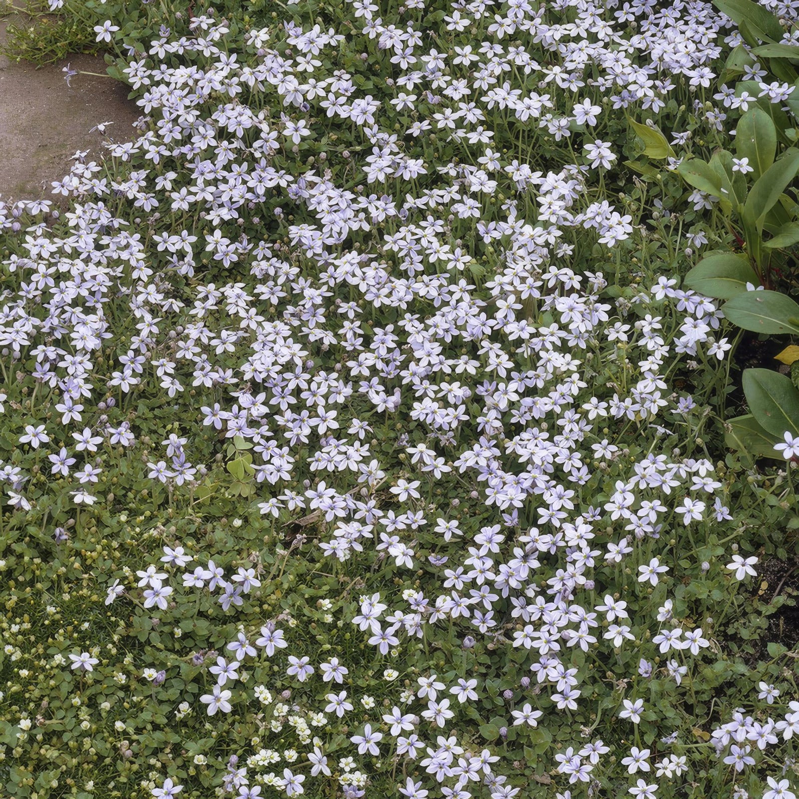 Entretien - Isotome Rampante (Isotoma fluviatilis) : Guide pratique - La Green Touch