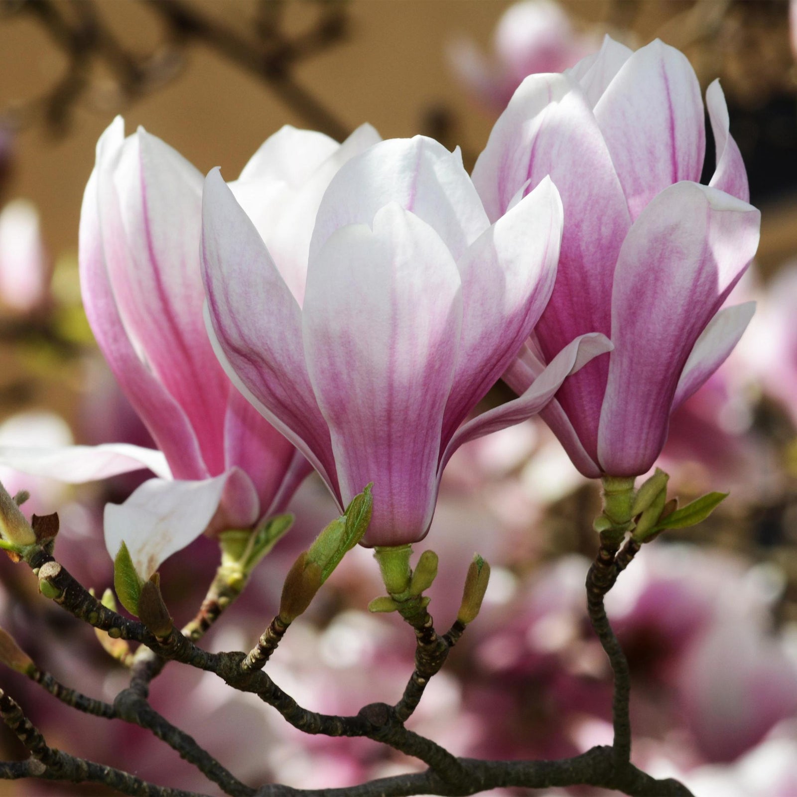 Entretien - Magnolier De Soulange (Magnolia × soulangeana) : Guide pratique - La Green Touch