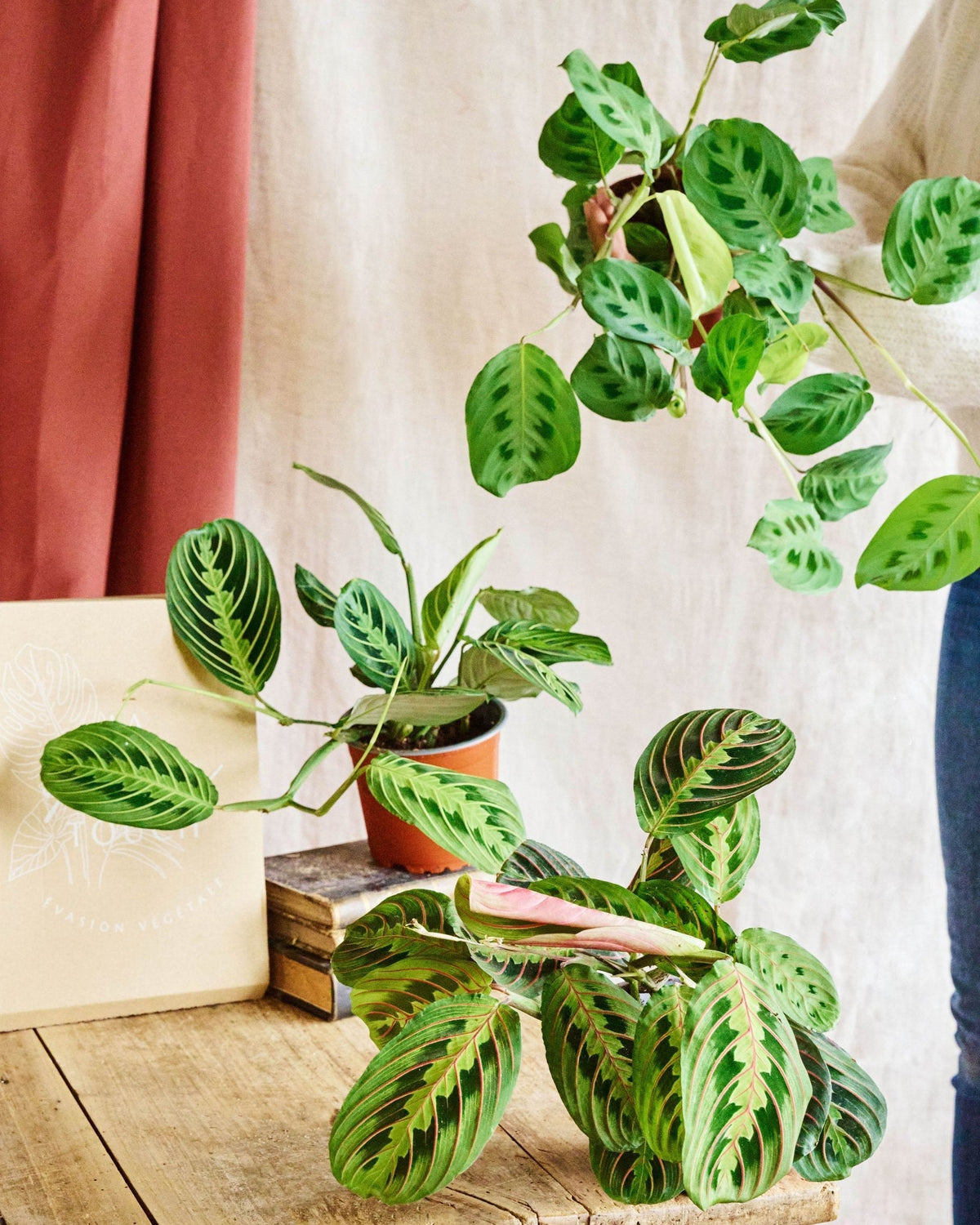 Maranta Assorted Entretien Maranta Maranta : guide complet pour intérieur