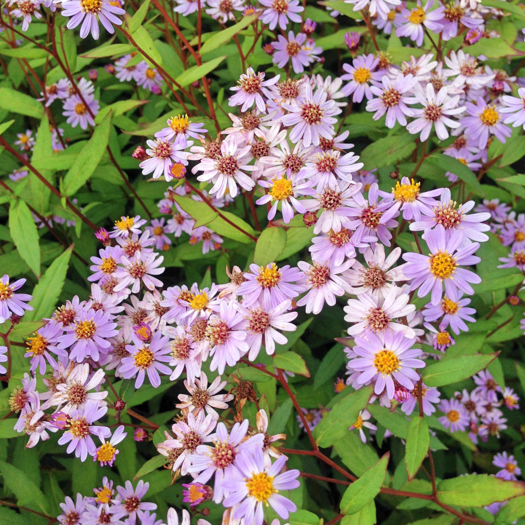 Entretien - Marguerite Du Japon (Kalimeris incisa) : Guide pratique - La Green Touch