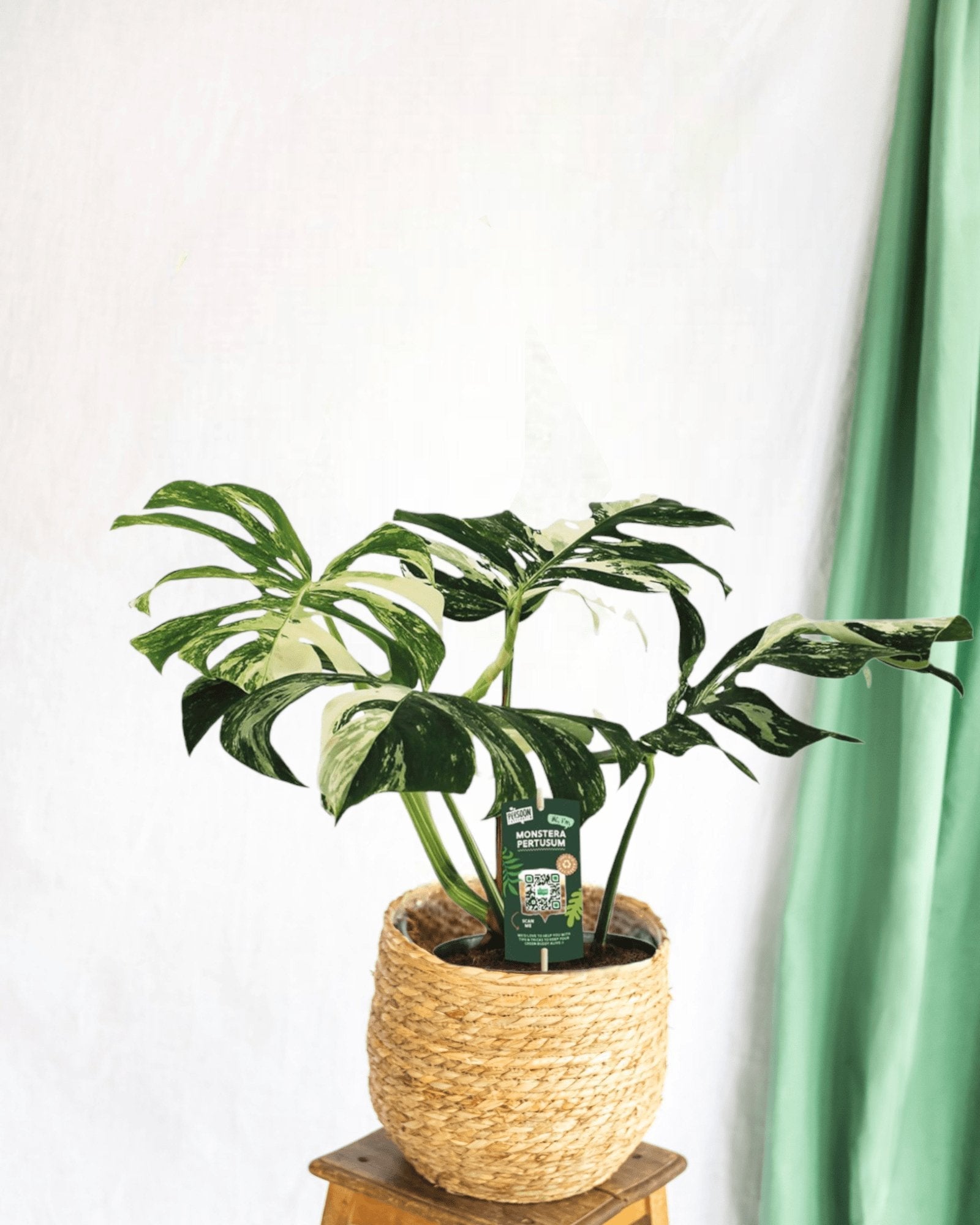 Entretien - Monstera Variegata: Guide pratique - La Green Touch