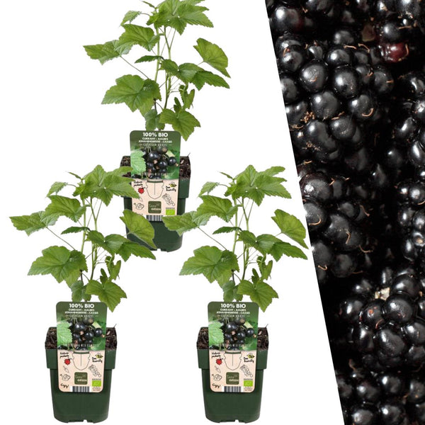 Entretien - Mûrier Sans Épines (Rubus fruticosus) : Guide pratique - La Green Touch