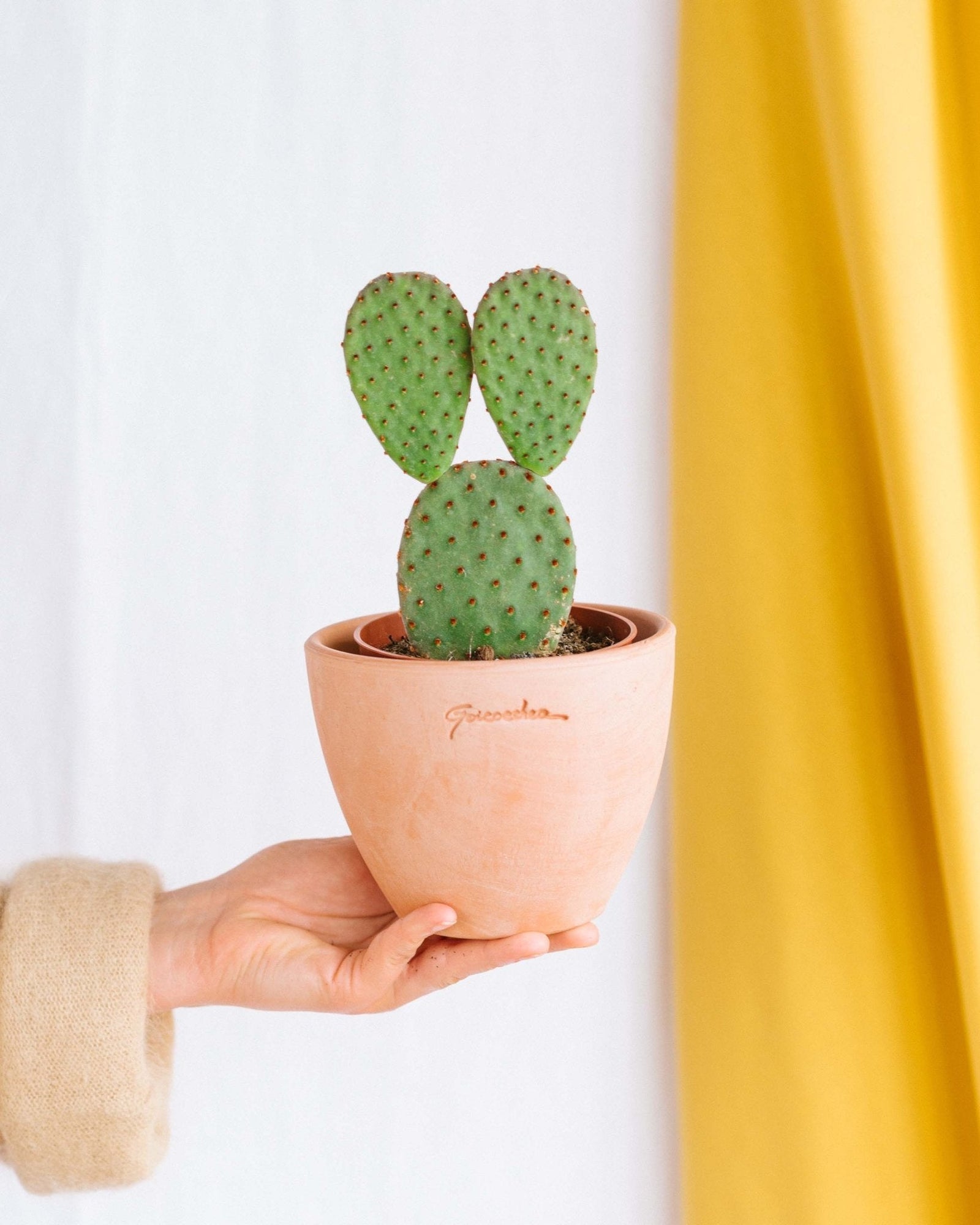 Entretien Opuntia Consolea - Guide pratique - La Green Touch
