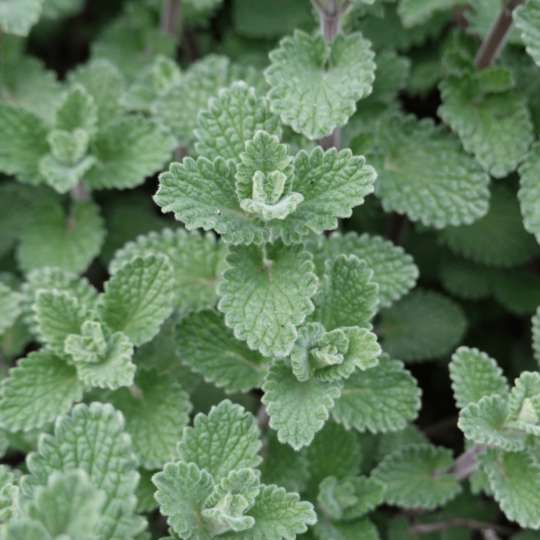Petit Calament (Calamintha nepeta) : entretien complet