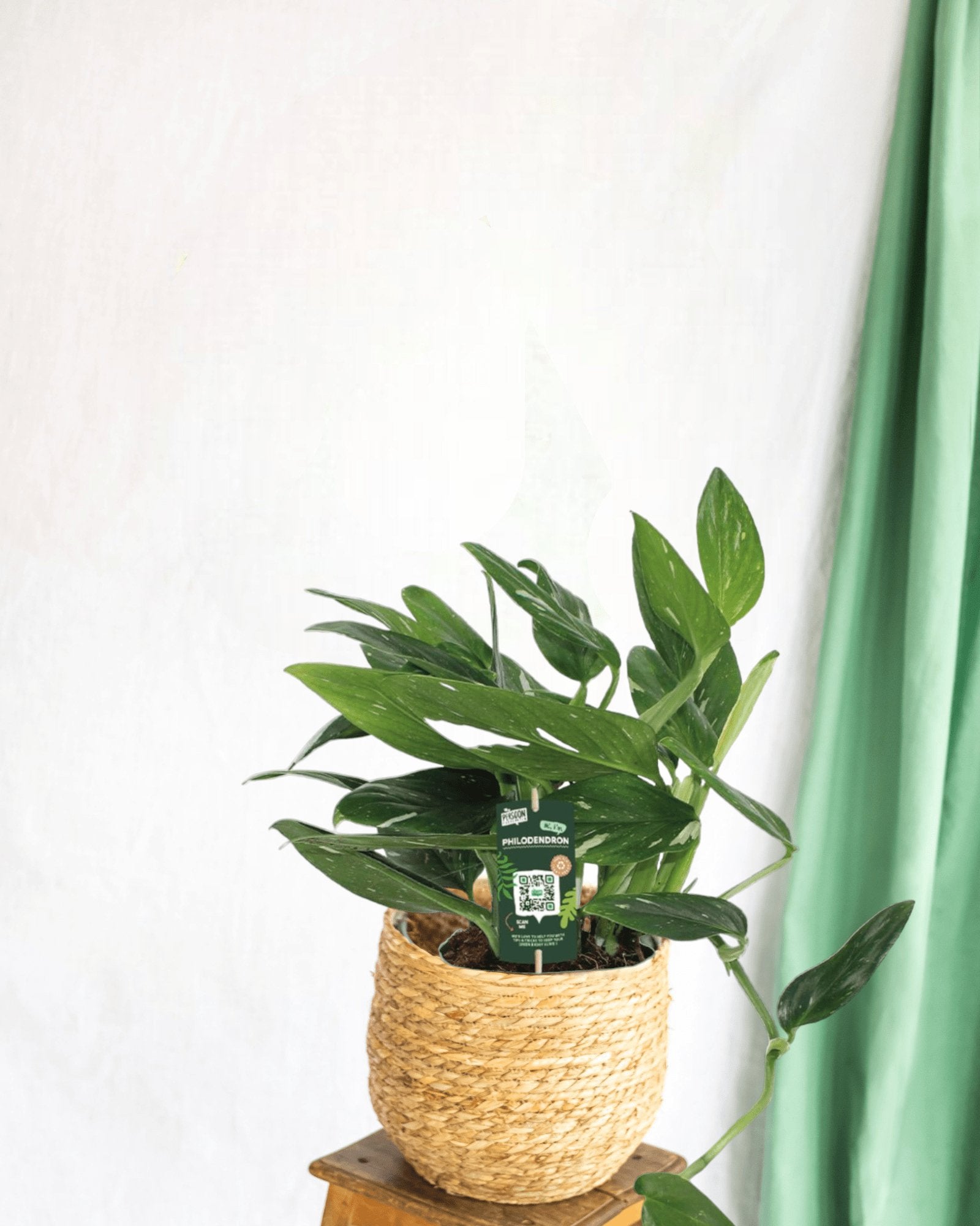 Entretien - Philodendron Cobra: Guide pratique - La Green Touch