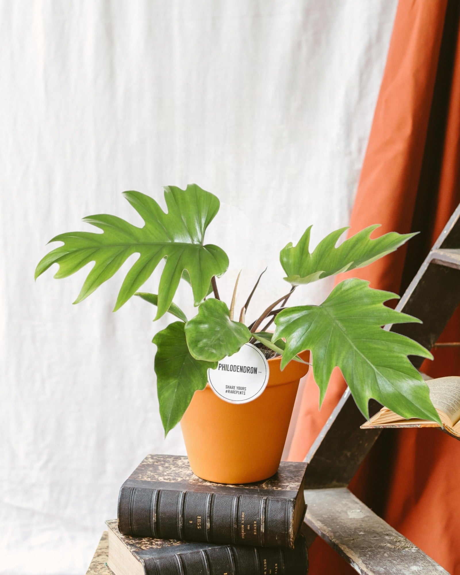 Entretien - Philodendron Mayoi: Guide pratique - La Green Touch