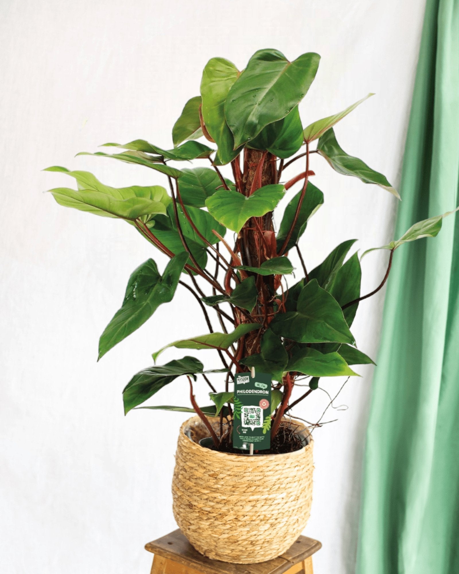 Entretien - Philodendron Red Emerald: Guide pratique - La Green Touch