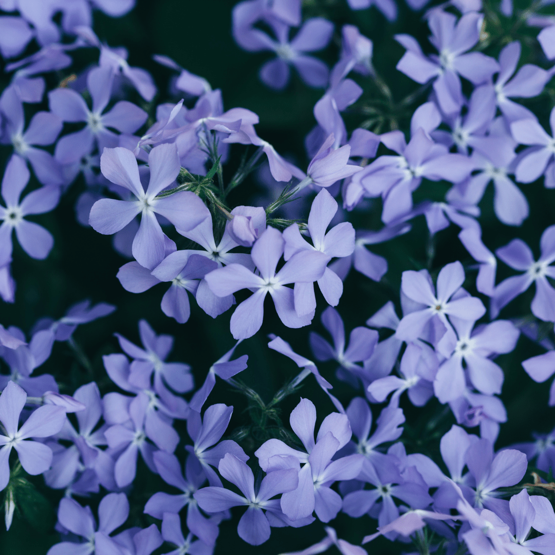 Entretien - Phlox Subulé (Phlox subulata) : Guide pratique - La Green Touch
