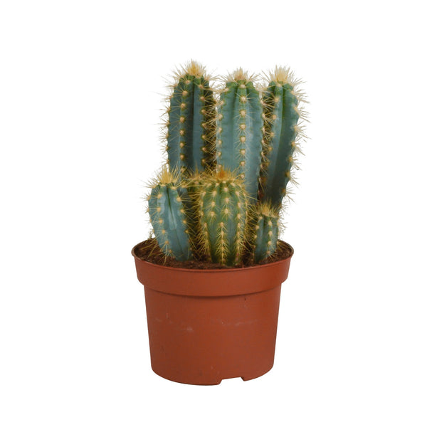 Entretien - Pilosocereus Azureus: Guide pratique - La Green Touch