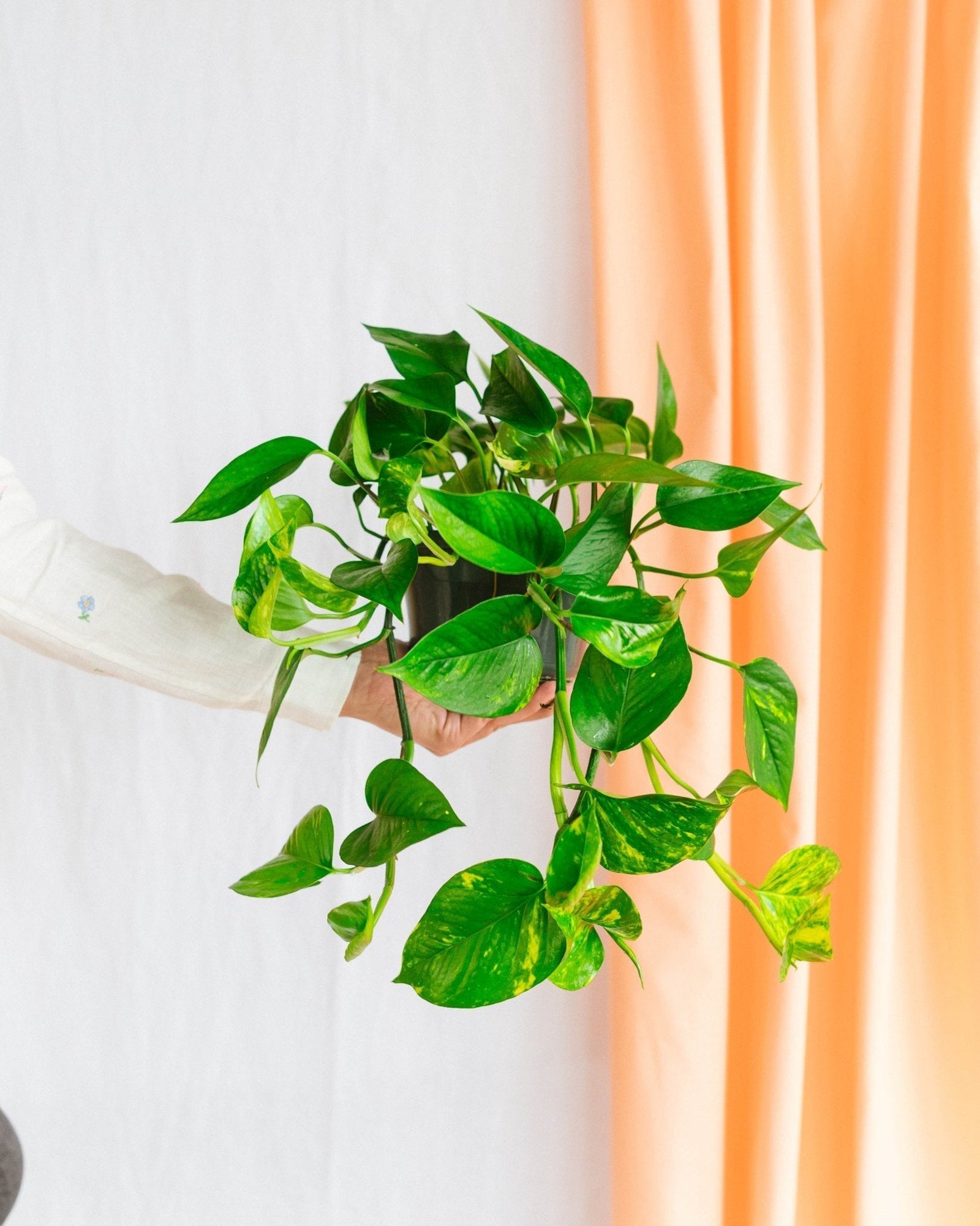 Entretien - Pothos Golden: Guide pratique - La Green Touch