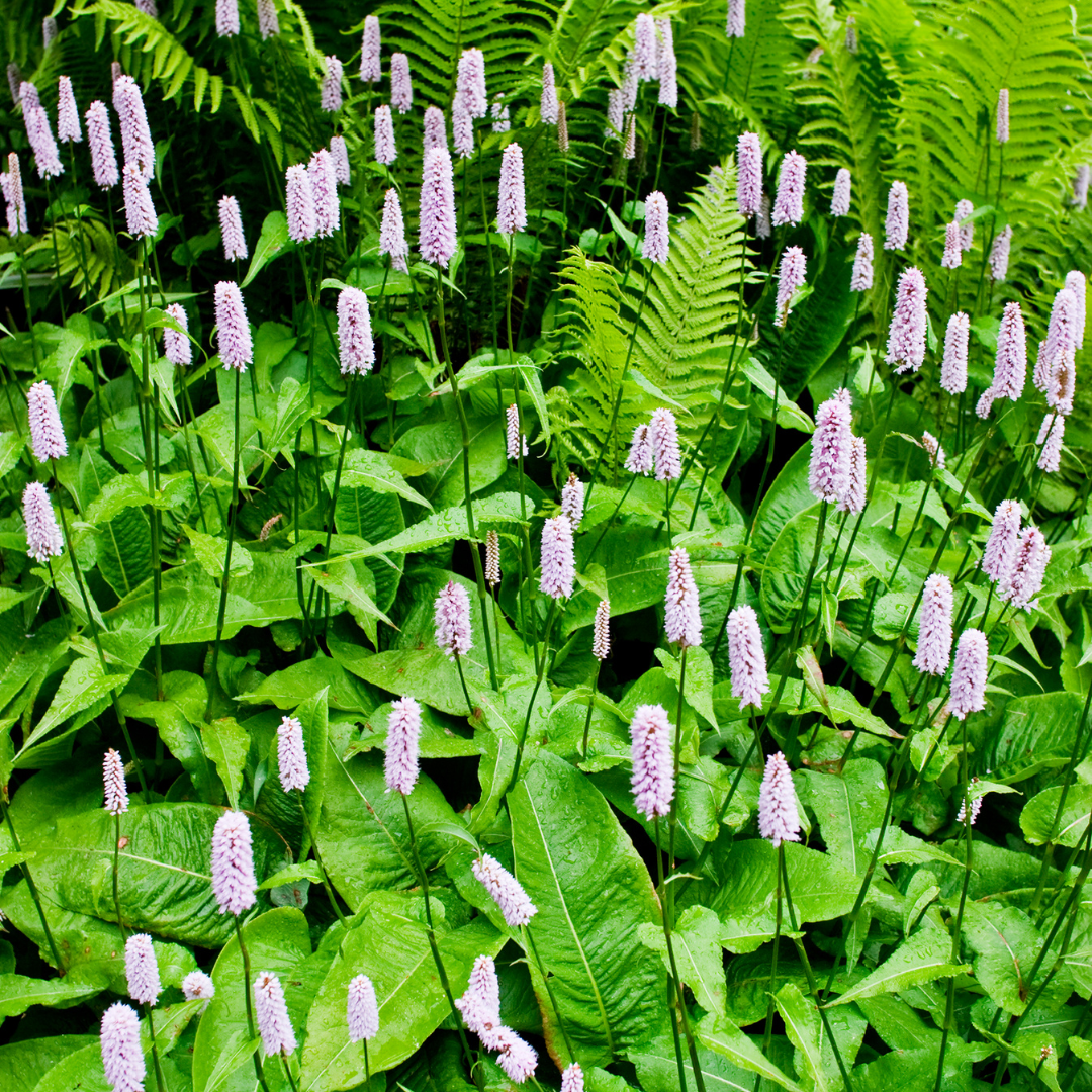 Entretien - Renouée Bistorte (Persicaria bistorta) : Guide pratique - La Green Touch