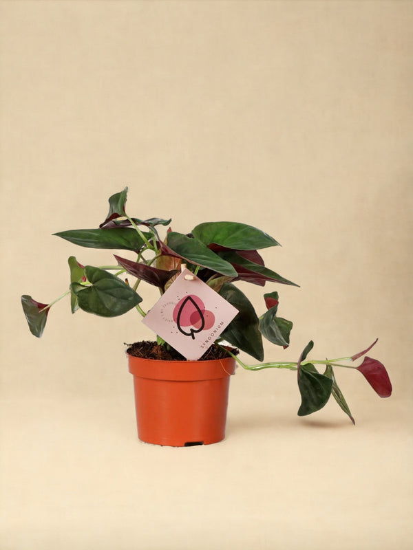 Entretien - Syngonium Arrow: Guide pratique - La Green Touch
