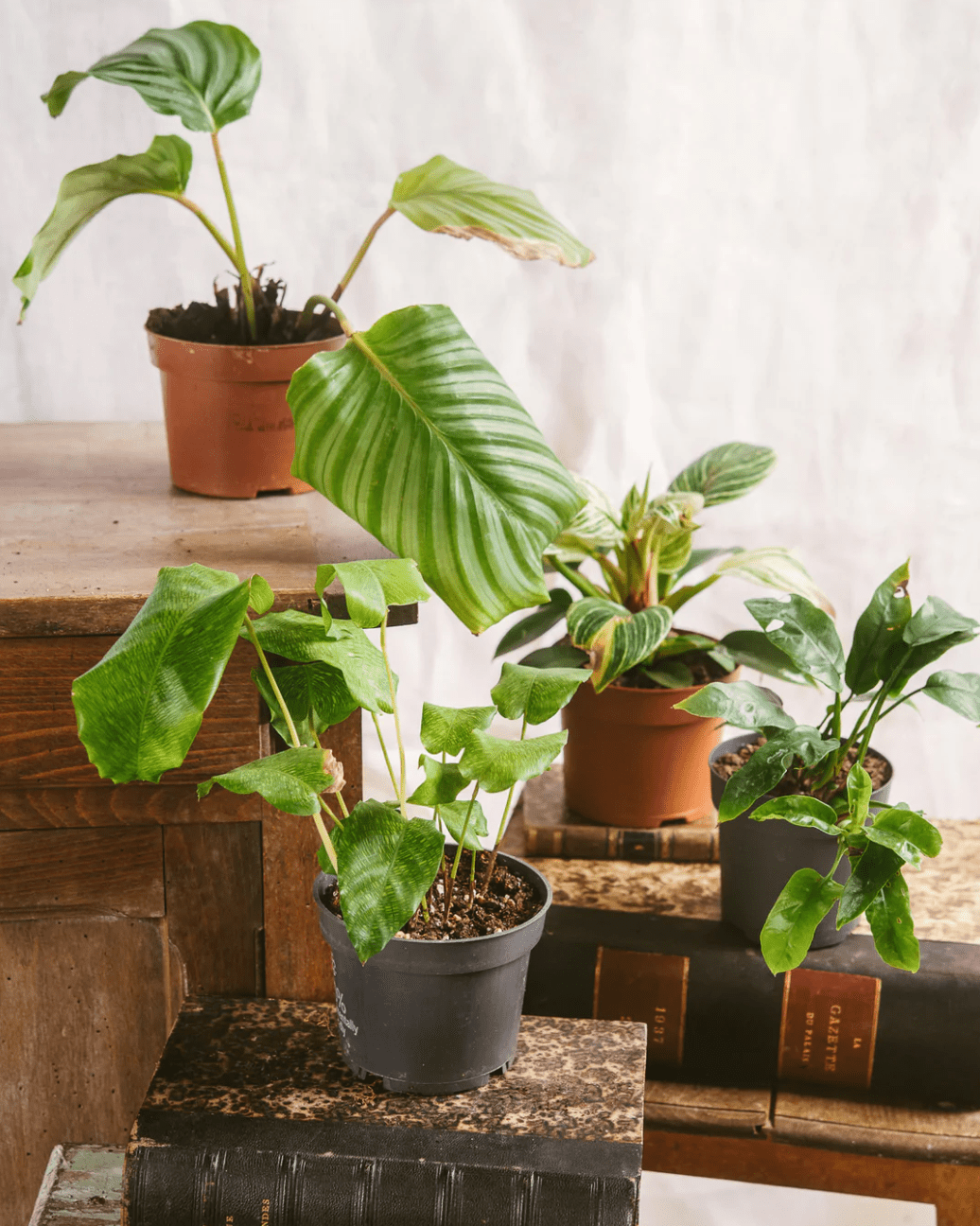 Parasites d’été : comment protéger ses plantes d’intérieur naturellement ? - La Green Touch