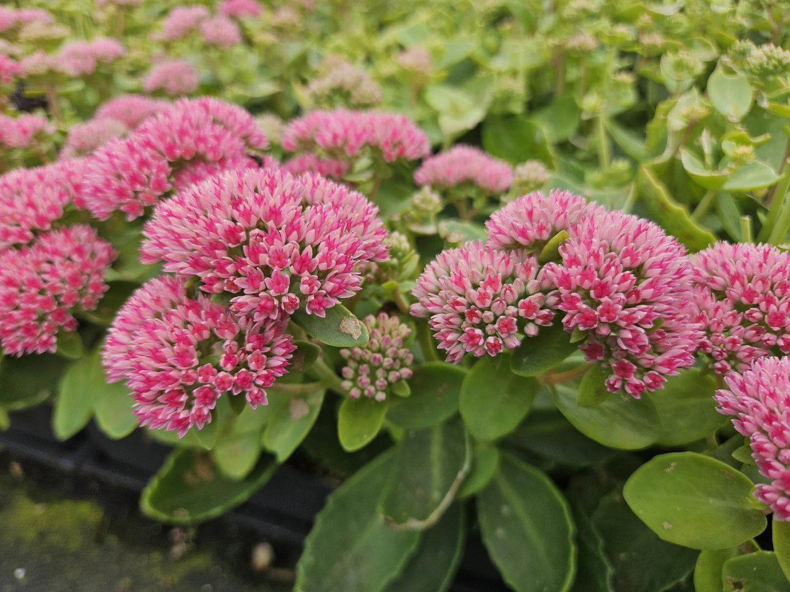 Plantes couvre-sol : les indispensables pour un jardin fleuri et facile à entretenir - La Green Touch