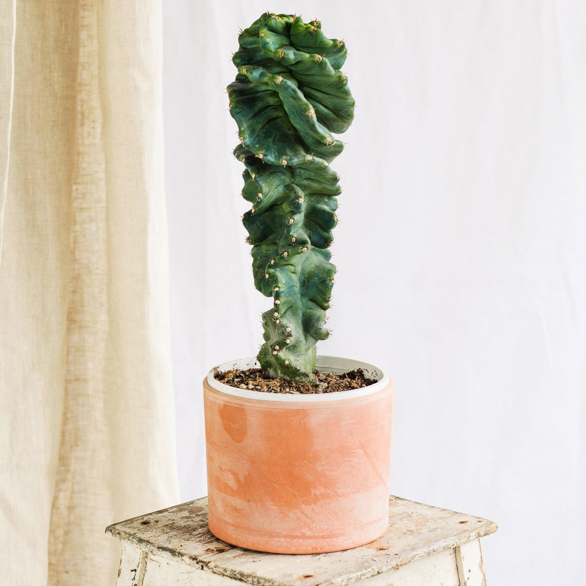 Cactus: how often and when to water it